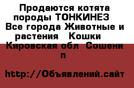 Продаются котята породы ТОНКИНЕЗ - Все города Животные и растения » Кошки   . Кировская обл.,Сошени п.